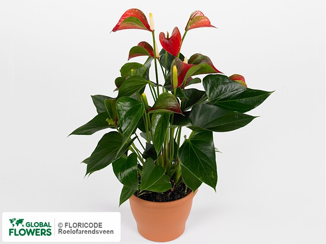 Photo Anthurium Patio Anthedesia Red.