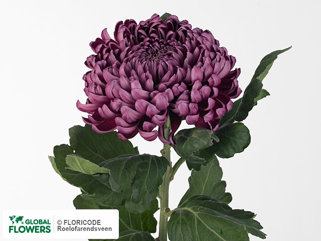 Фото вида Хризантема одноголовая "Gilbert Leigh Purple".