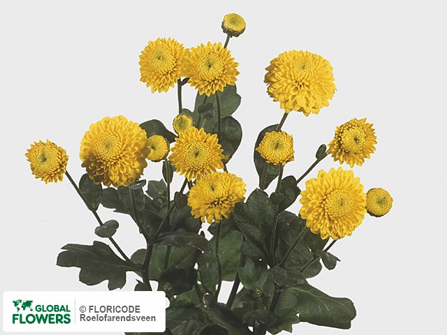 Photo Chrysanthemum (Indicum Grp) tros 'Golden Bouquet'.