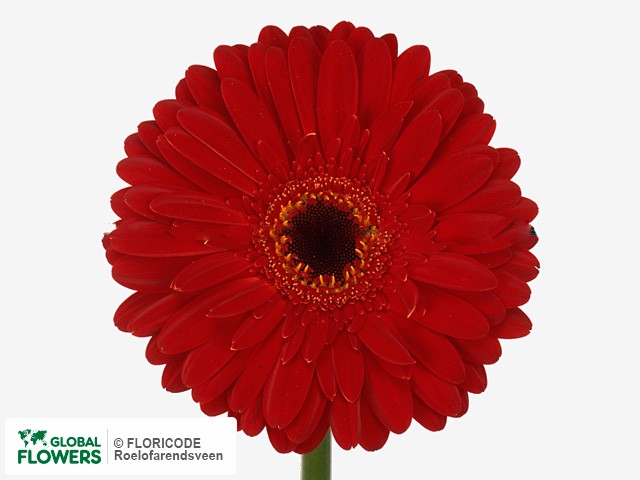 Photo Gerbera grootbloemig Mylady.