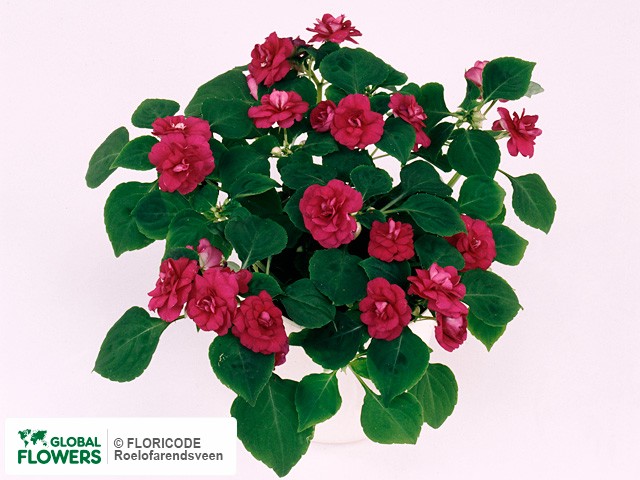 Фото вида Недотрога Уоллера "Fiesta Burgundy Rose".
