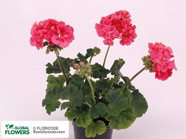 Photo Pelargonium (Zonale Grp) Greco.
