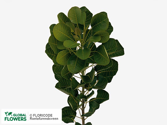 Фото вида Скумпия кожевенная "Magical Green Fountain".