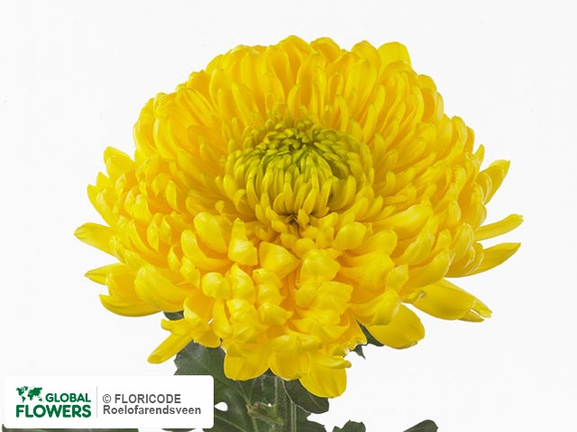 Photo Chrysanthemum (Indicum Grp) geplozen 'Princess Armgard Geel'.