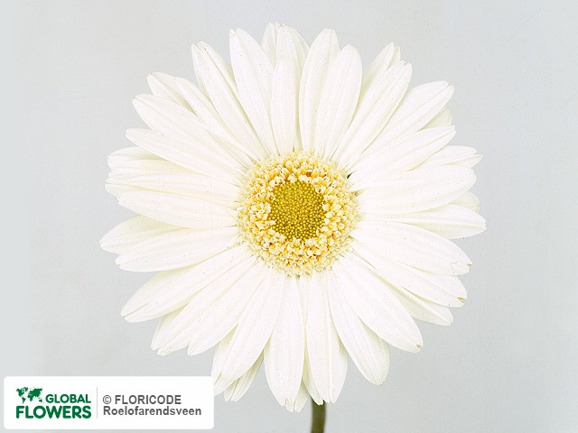 Photo Gerbera grootbloemig 'Mont Blanc'.