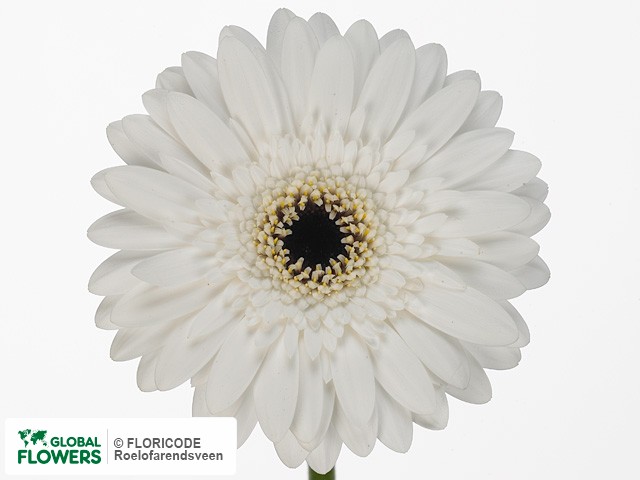 Photo Gerbera mini White Glory.