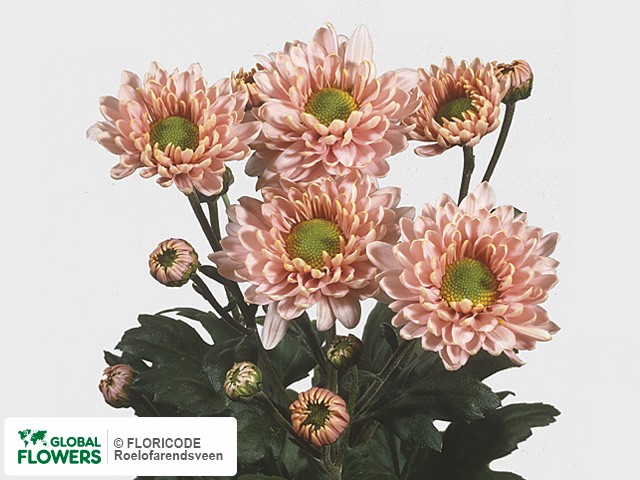 Photo Chrysanthemum (Indicum Grp) tros 'Danielle Rose'.