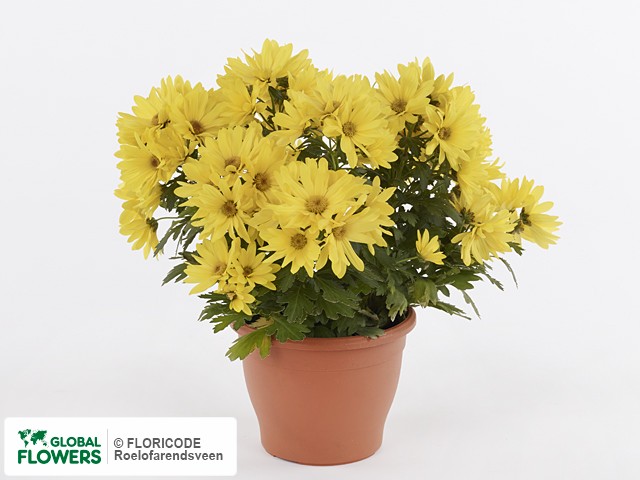 Хризантема индийская "Pretty Pemba Yellow"