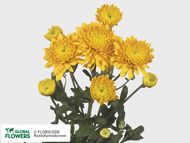 Photo Chrysanthemum (Indicum Grp) tros 'Pamela Geel'.