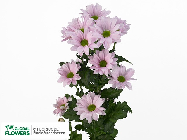 Photo Chrysanthemum (Indicum Grp) tros Major Pink.