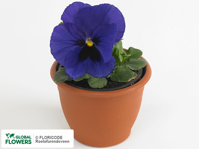 Фиалка Виттрока "Matrix Deep Blue Blotch"