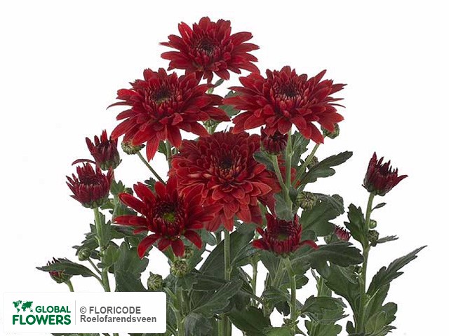 Photo Chrysanthemum (Indicum Grp) tros 'Beppie Super Rood'.