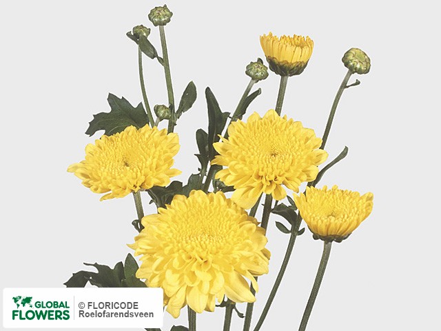 Photo Chrysanthemum (Indicum Grp) tros 'Heidi Geel'.