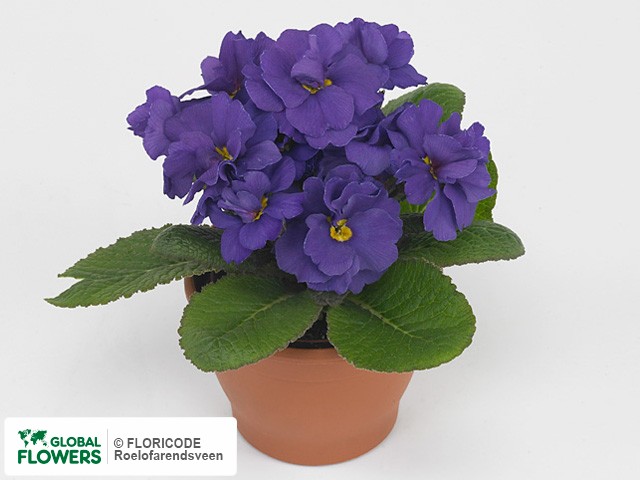 Фото вида Примула акаулис "Dubbel Dreamer Blue".