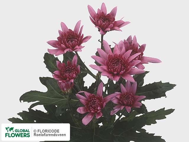 Photo Chrysanthemum (Indicum Grp) tros 'Lilac Mohikaan'.