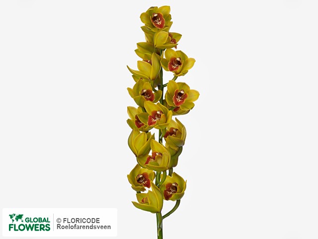Photo Cymbidium grootbloemig 'Kiwi Flor' | Global Flowers