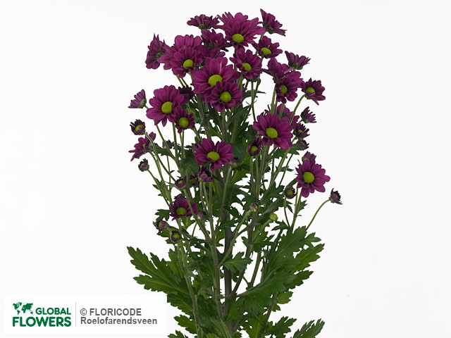 Photo Chrysanthemum (Indicum Grp) tros santini Madiba Jombe Purple.