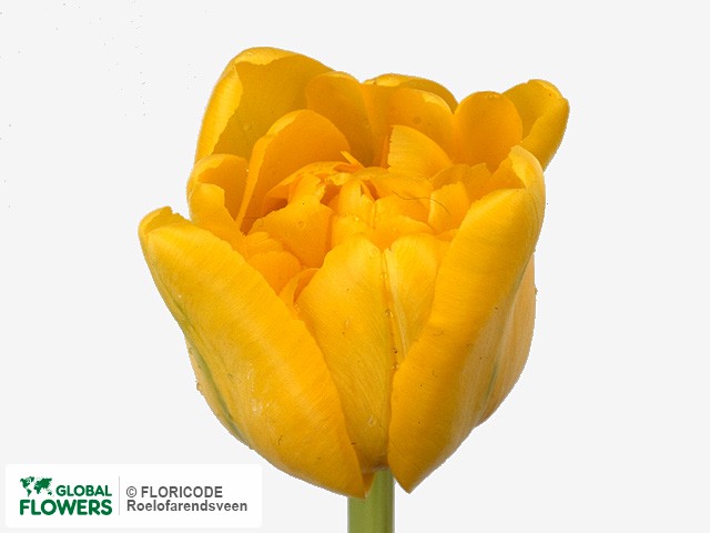 Photo Tulipa (Double Early Grp) 'Sebastiaan Vlaar'.