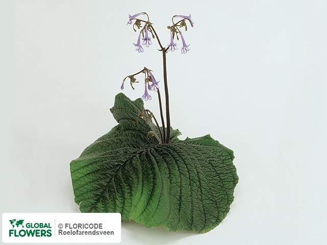 Photo Streptocarpus cooperi.