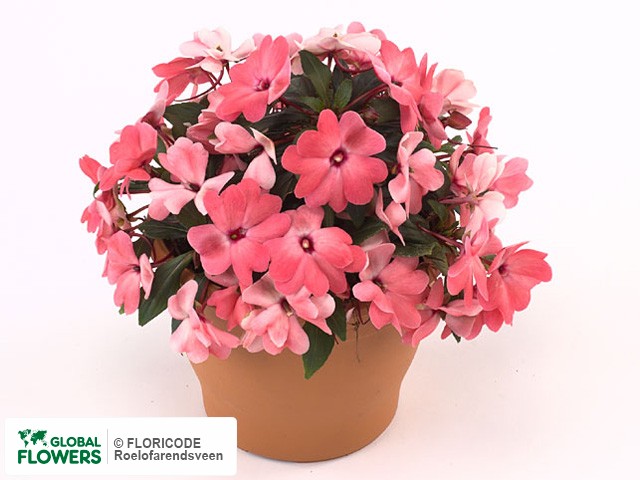 Фото вида Недотрога Новая Гвинея "Kokomo Petit Rose".