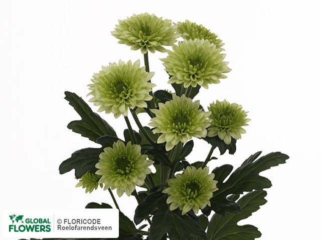 Photo Chrysanthemum (Indicum Grp) tros Osorno.