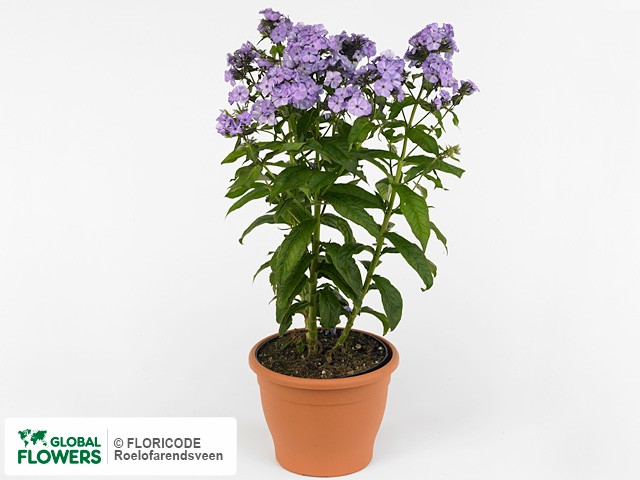 Фото вида Флокс метельчатый "Violet Flame".