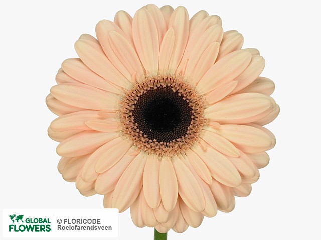 Photo Gerbera grootbloemig 'Albion'.