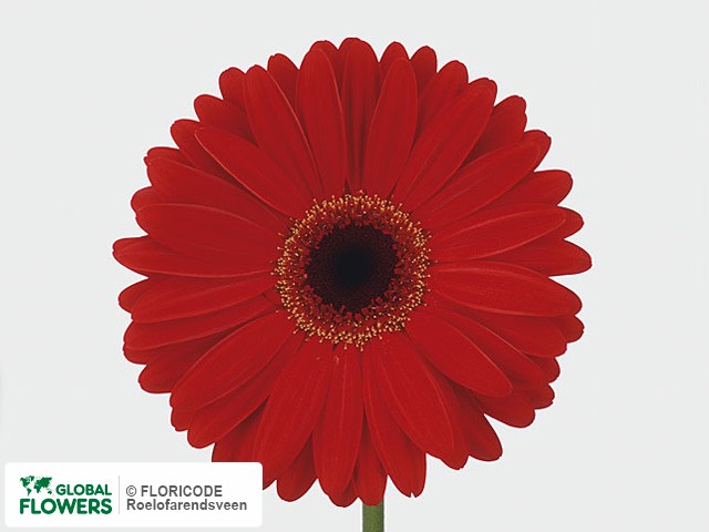 Photo Gerbera grootbloemig 'Flosav'.