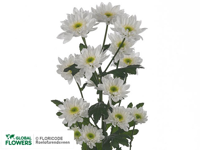 Photo Chrysanthemum (Indicum Grp) tros 'Mona Lisa'.