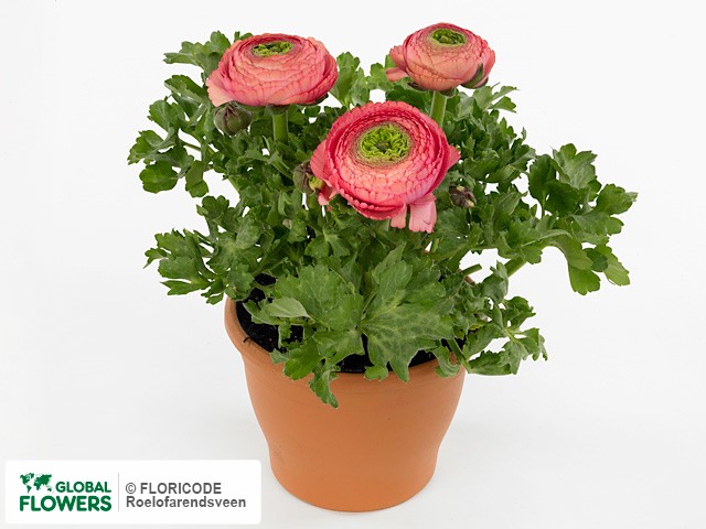 Photo Ranunculus asiaticus Success XXL Polka.