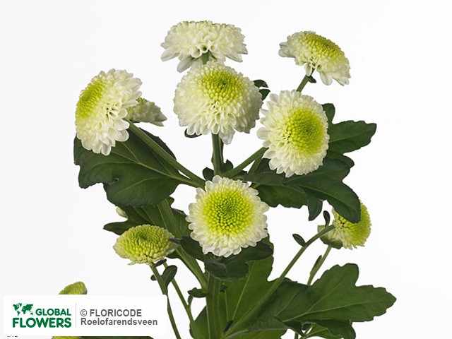 Photo Chrysanthemum (Indicum Grp) tros 'Feeling White'.