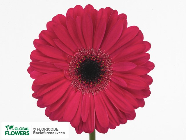 Photo Gerbera grootbloemig 'Explorer'.