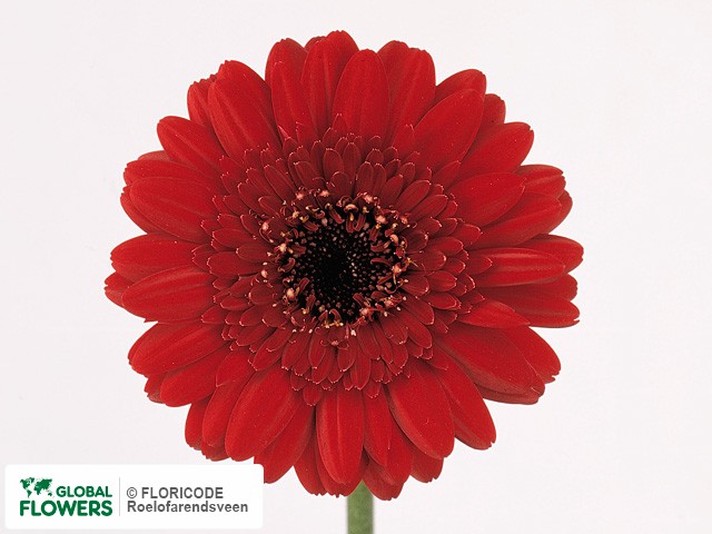 Photo Gerbera mini 'Explosiv'.