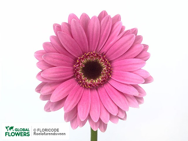 Photo Gerbera mini 'Purple Rain'.