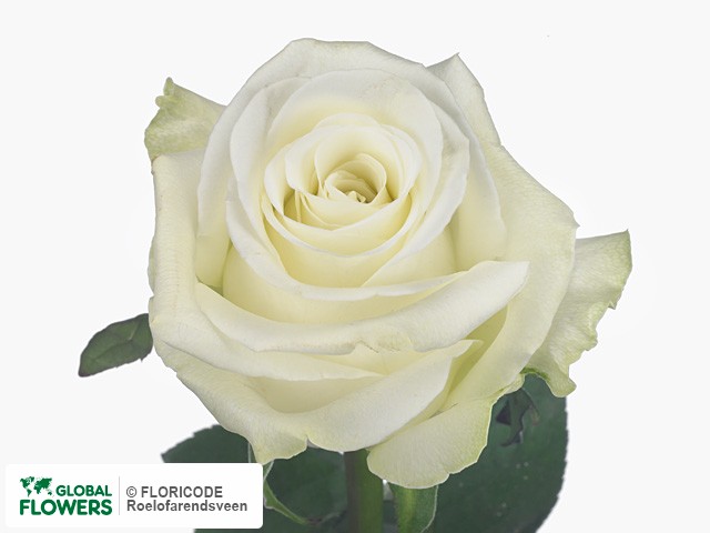 Фото вида Роза крупноцветковая "Vesper".