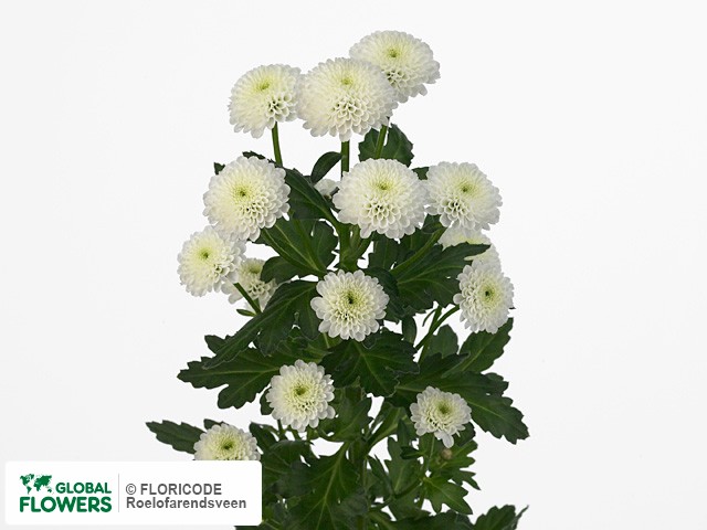 Photo Chrysanthemum (Indicum Grp) tros santini Rookie.