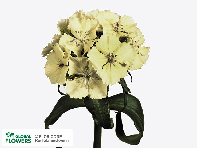 Photo Dianthus barbatus Barbarella Wit.