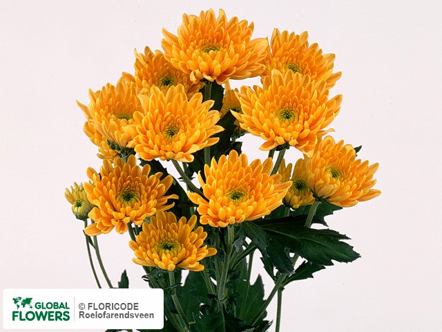 Photo Chrysanthemum (Indicum Grp) tros 'Panama'.