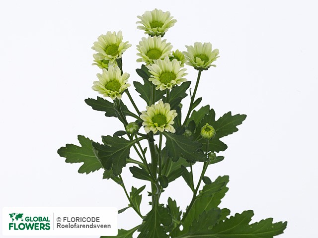 Photo Chrysanthemum (Indicum Grp) tros santini Greenforce.