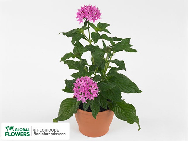 Фото вида Пентас ланцетовидный "Panic Lilac".