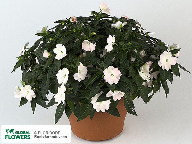 Фото вида Недотрога Новая Гвинея "Kokomo XL Silver White".