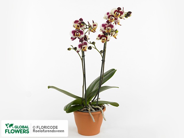 Фаленопсис "Multifloratypes Floriclone Celine"