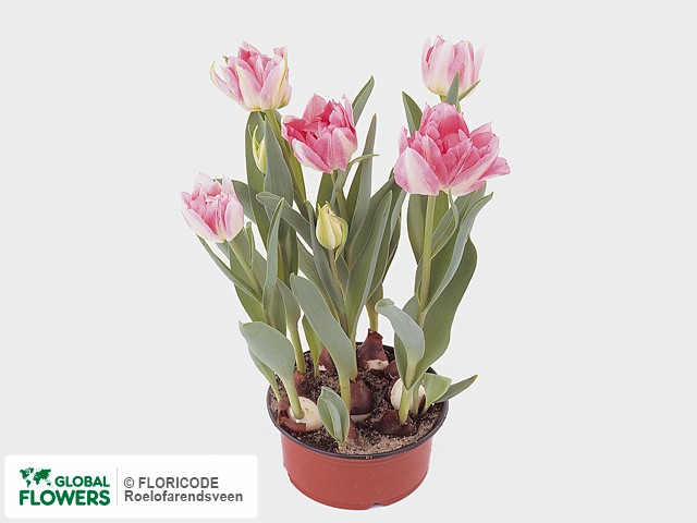 Photo Tulipa (Double Early Grp) 'Peach Blossom'.