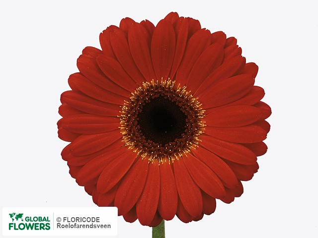 Photo Gerbera grootbloemig 'Bellezza'.