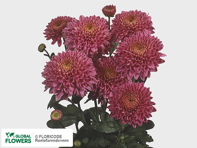 Photo Chrysanthemum (Indicum Grp) tros 'Blenda Purper'.