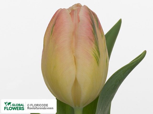 Photo Tulipa (Parrot Grp) 'Libretto Parrot'.