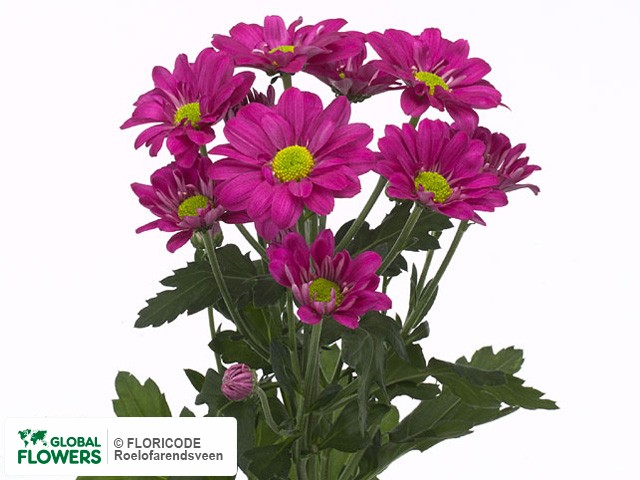 Photo Chrysanthemum (Indicum Grp) tros Dark Splendid.