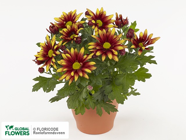 Фото вида Хризантема индийская "Xan".