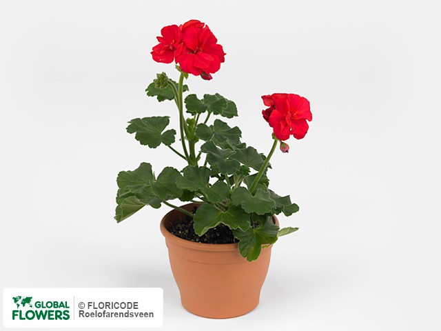 Фото вида Пеларгония зональная "Savannah Dark Red".