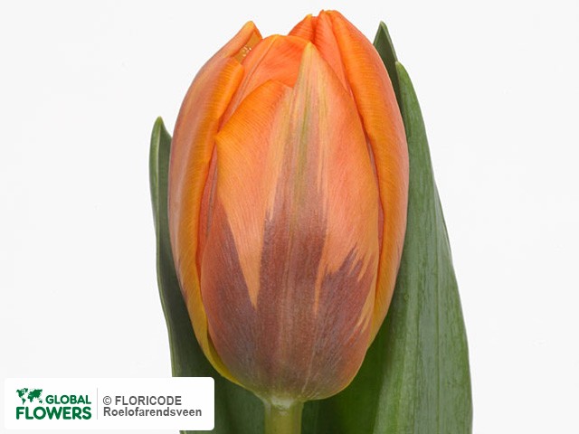 Photo Tulipa (Triumph Grp) 'Prinses Irene'.